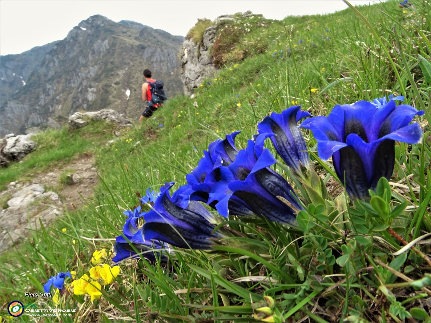 86  Bouquet di genziane di Clusius (Gentiana clusii) con vista in Cancervo al sole.JPG